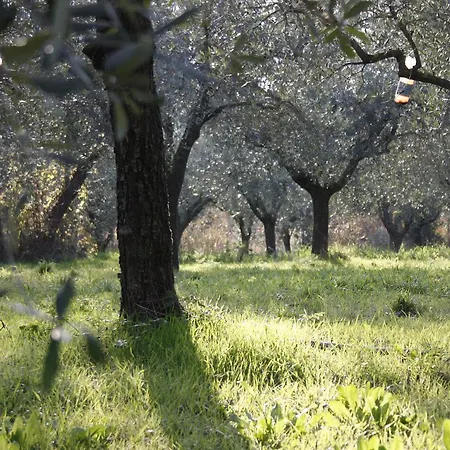 度假居 Olive Garden *