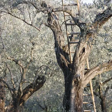 Olive Garden * Fara Filiorum Petri